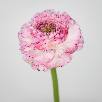 A close-up photo of a LaBelle White Picotee ranunculus in bloom showing white and pink ruffled petals on a single green stem against a light grey background 