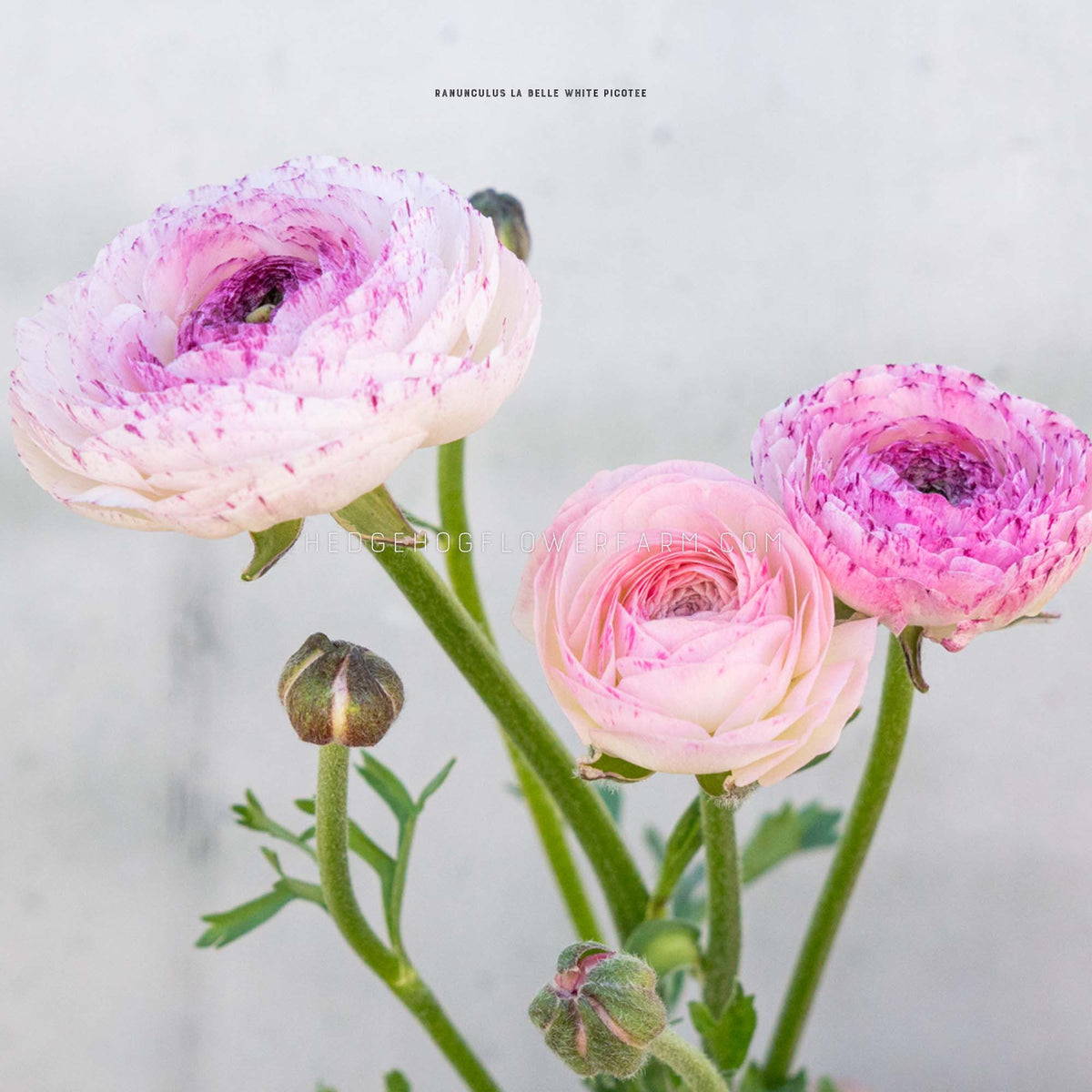 Pink and white label white picotee ranunculus flowers in bloom with green stems and leaves, photographed against a soft light gray background.