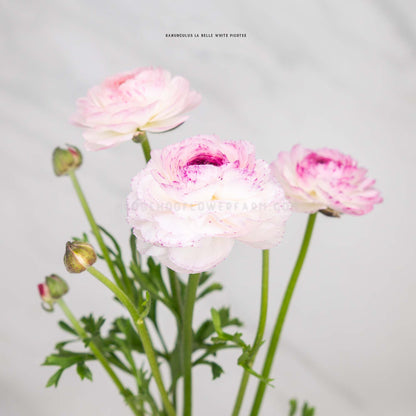Pink and white label white picotee ranunculus flowers in bloom with green stems and leaves, photographed against a soft light gray background.