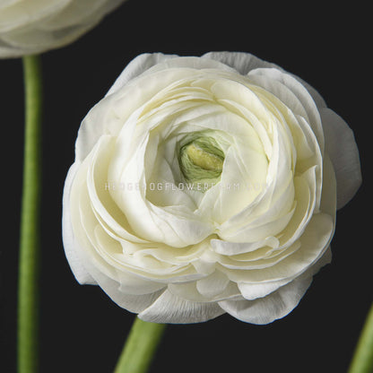 Close-up photo of a round LaBelle white ranunculus flower right before bloom showing layers of white petals and a pale green center on a green stem against a black background. 
