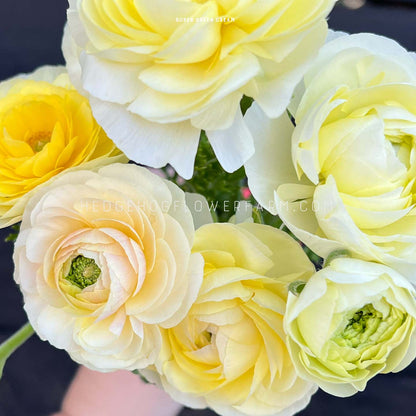 A bouquet of yellow and cream ranunculus flowers. The flowers are arranged in a cluster and have a delicate, layered appearance being held up by someone on a black background. 