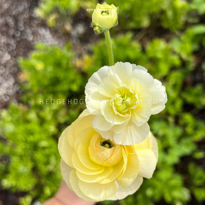 Two yellow ranunculus flowers in bloom with a bud on a stem. The flowers are in focus and the background is a blurred garden.
