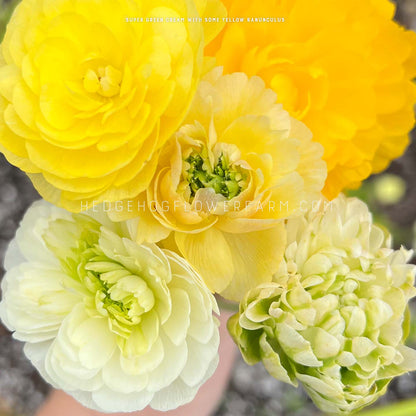 Close-up photo of a bouquet of yellow and green ranunculus flowers. The flowers have multiple layers of ruffled petals and are in various stages of bloom.