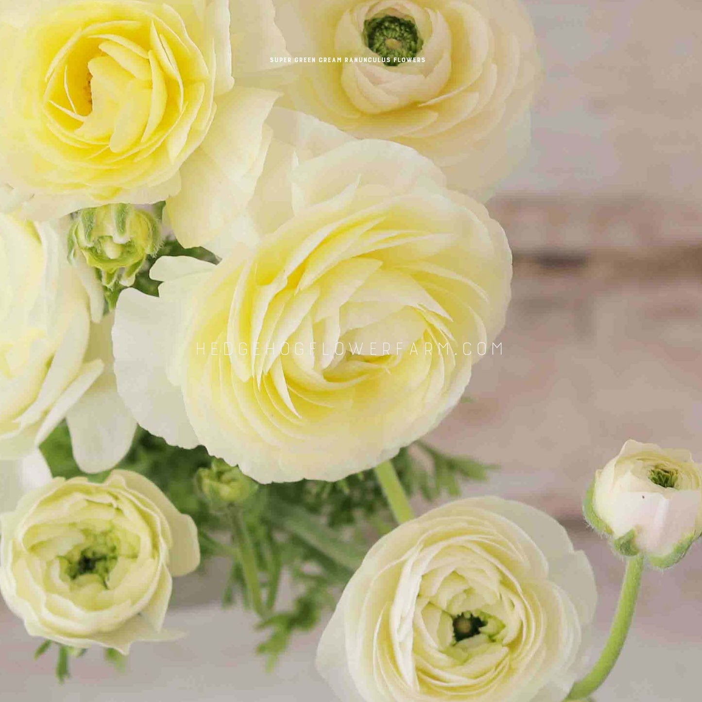 Ranunculus Super Green Cream - 10 Corms