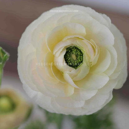 A close-up top view photo of a single super green cream ranunculus flower with a green center in bloom showing multiple layers of white petals. The flower is in focus and the background is blurred.