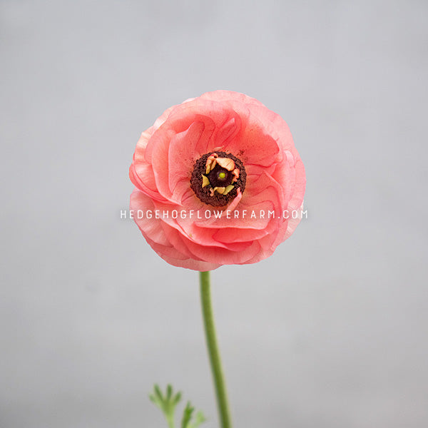 A single pink ranunculus flower with a green stem and small green leaves, photographed against a soft light gray background. A watermark reading HEDHOGFLOWERFARM.COM