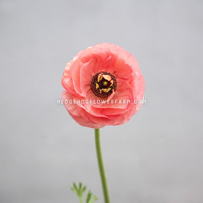 A single pink ranunculus flower with a green stem and small green leaves, photographed against a soft light gray background. A watermark reading HEDHOGFLOWERFARM.COM