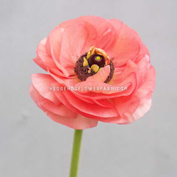 A single coral pink ranunculus flower with layered petals, a dark brown center, and a green stem, photographed against a soft light gray background. A faint watermark reading HEDGEHOGFLOWERFARM.COM