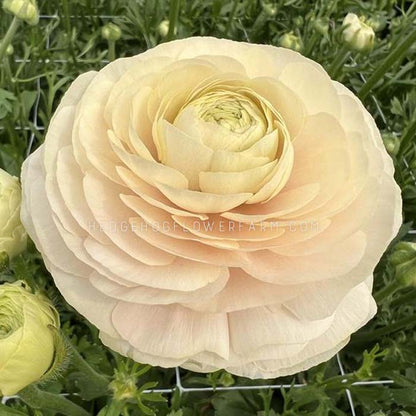 Close-up of a pale peach Half clone wedding pastel ranunculus flower.  The flower has many delicate, layered petals creating a full, round bloom. The center of the flower is a lighter, creamy yellow. The image shows the flower's texture and soft color variations. Background is a garden with floral netting. 