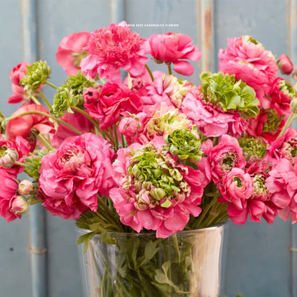 Ranunculus Super Green Rose - 10 Corms