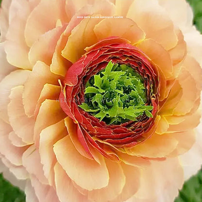 Ranunculus Super Green Salmon - 10 Corms