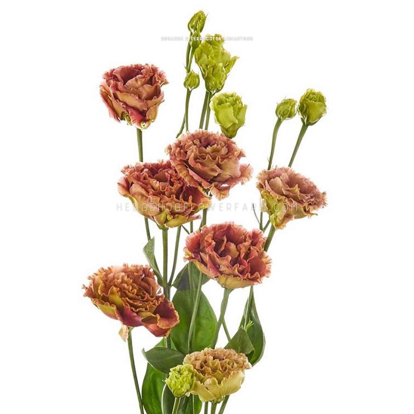 A couple of Rosanne 2 Terracotta Lisianthus flowers. Light brown and green ruffled petals.