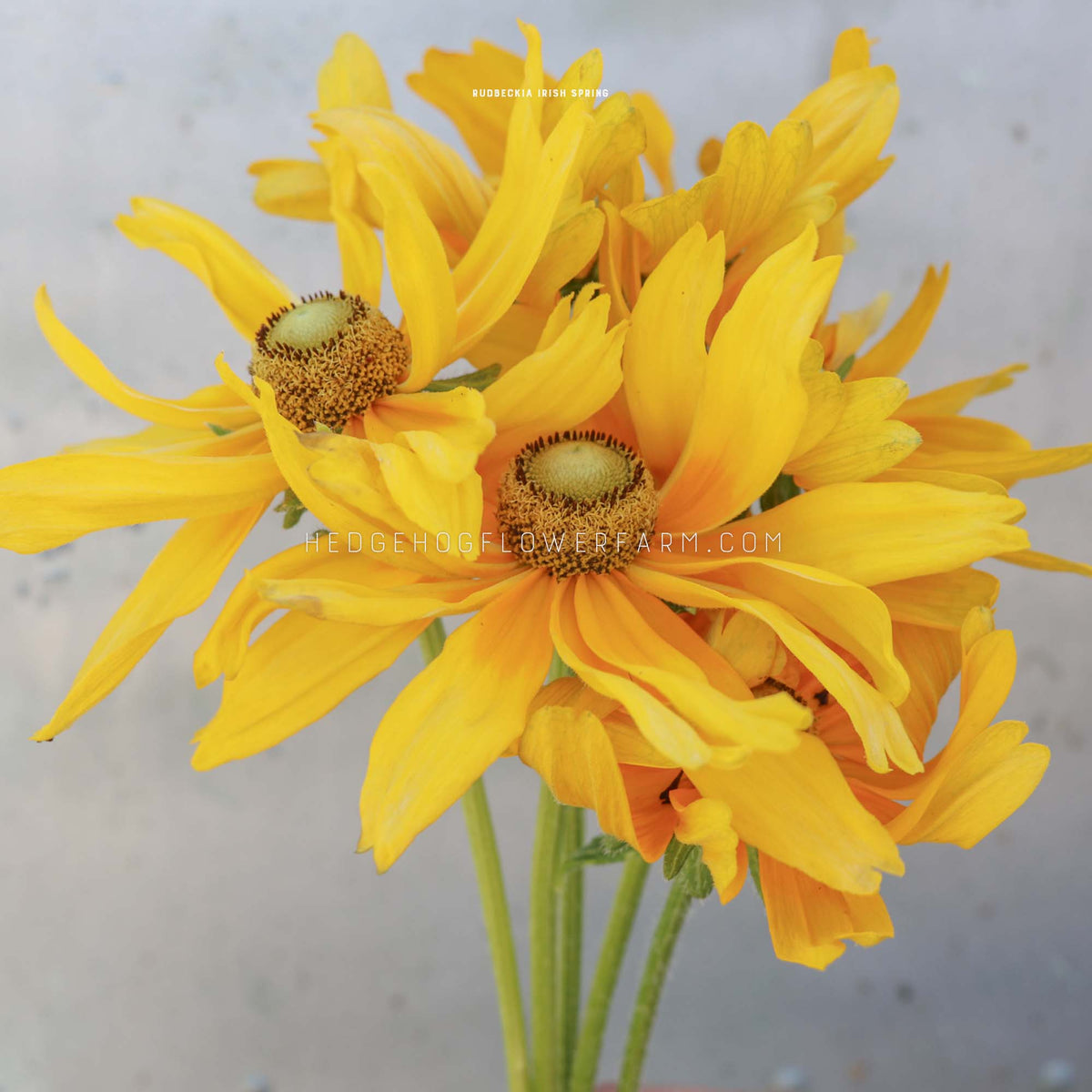 A close-up of rudbeckia Irish spring showing bright yellow flowers with dark brown centers and green stems, photographed against a soft light gray background. A faint watermark reads hedgehogflowerfarm.