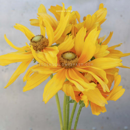 A close-up of rudbeckia Irish spring showing bright yellow flowers with dark brown centers and green stems, photographed against a soft light gray background. A faint watermark reads hedgehogflowerfarm.