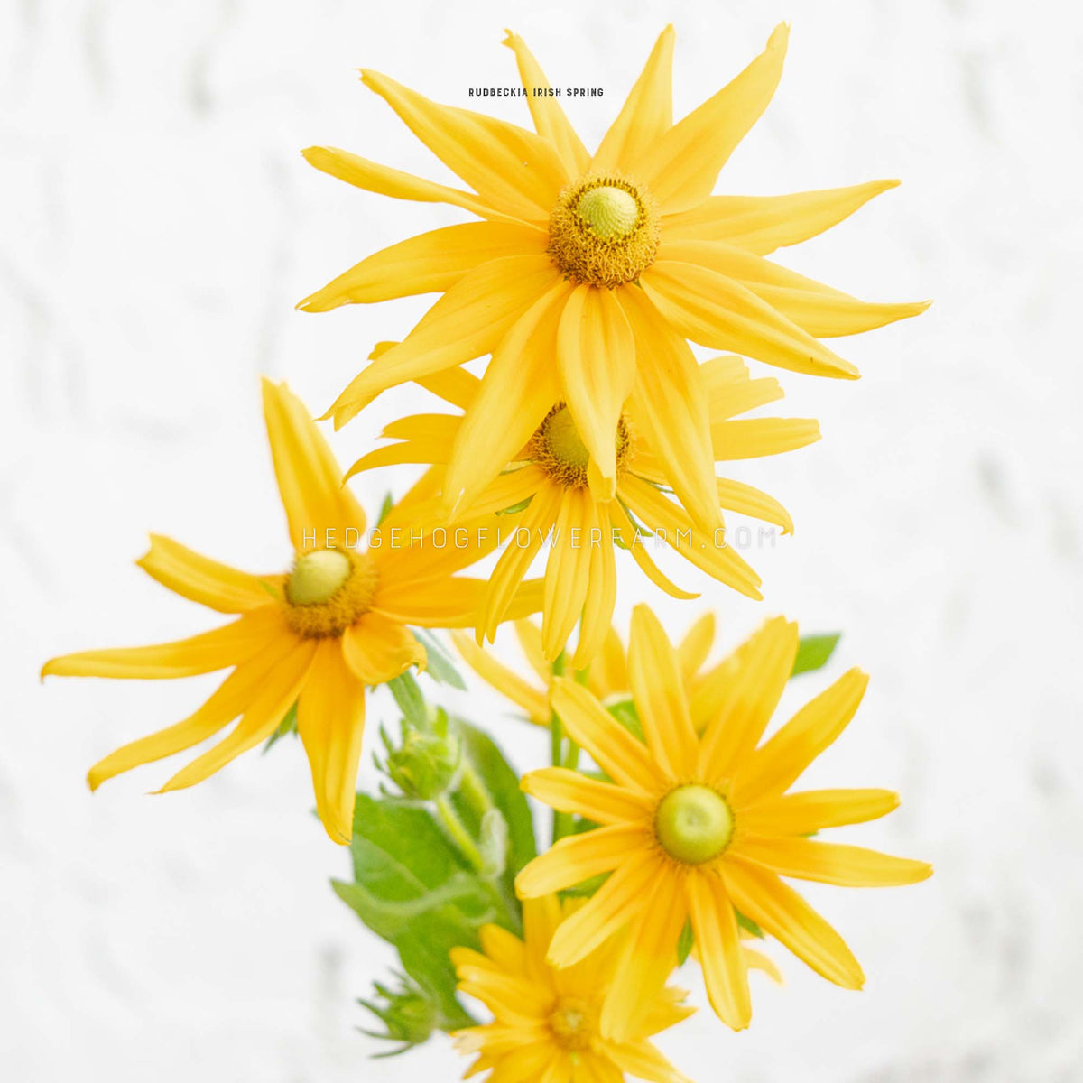 Yellow rudbeckia Irish spring flowers with green centers and green leaves, photographed against a soft white textured background.