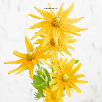 Yellow rudbeckia Irish spring flowers with green centers and green leaves, photographed against a soft white textured background.