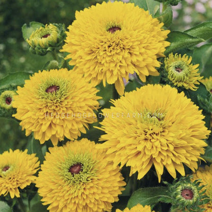 Photo of Rudbeckia Maya blooming in the garden showing bright yellow fluffy flowers with green and pink centers in a garden of other blooming rudbeckia. 