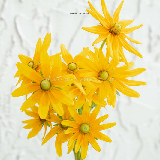 A cluster of bright yellow rudbeckia prairie sun flowers with green centers, photographed against a soft white textured background. Small text at the top reads 'RUDBECKIA PRAIRIE SUN', and a faint watermark is visible across the center.