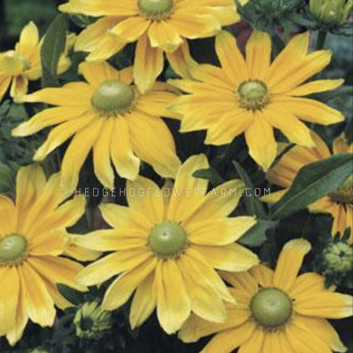 close up photo of bright yellow Rudbeckia Prairie Sun flowers.