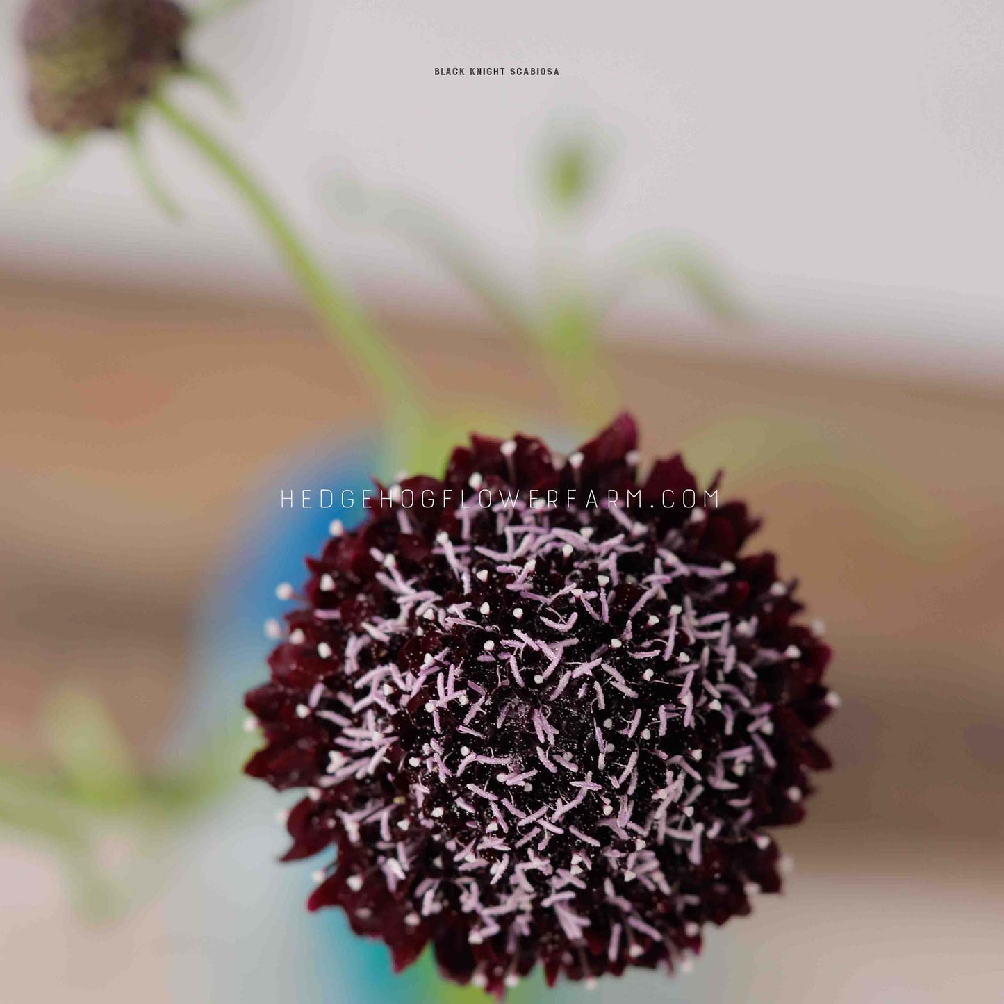 Black Knight Scabiosa Seeds