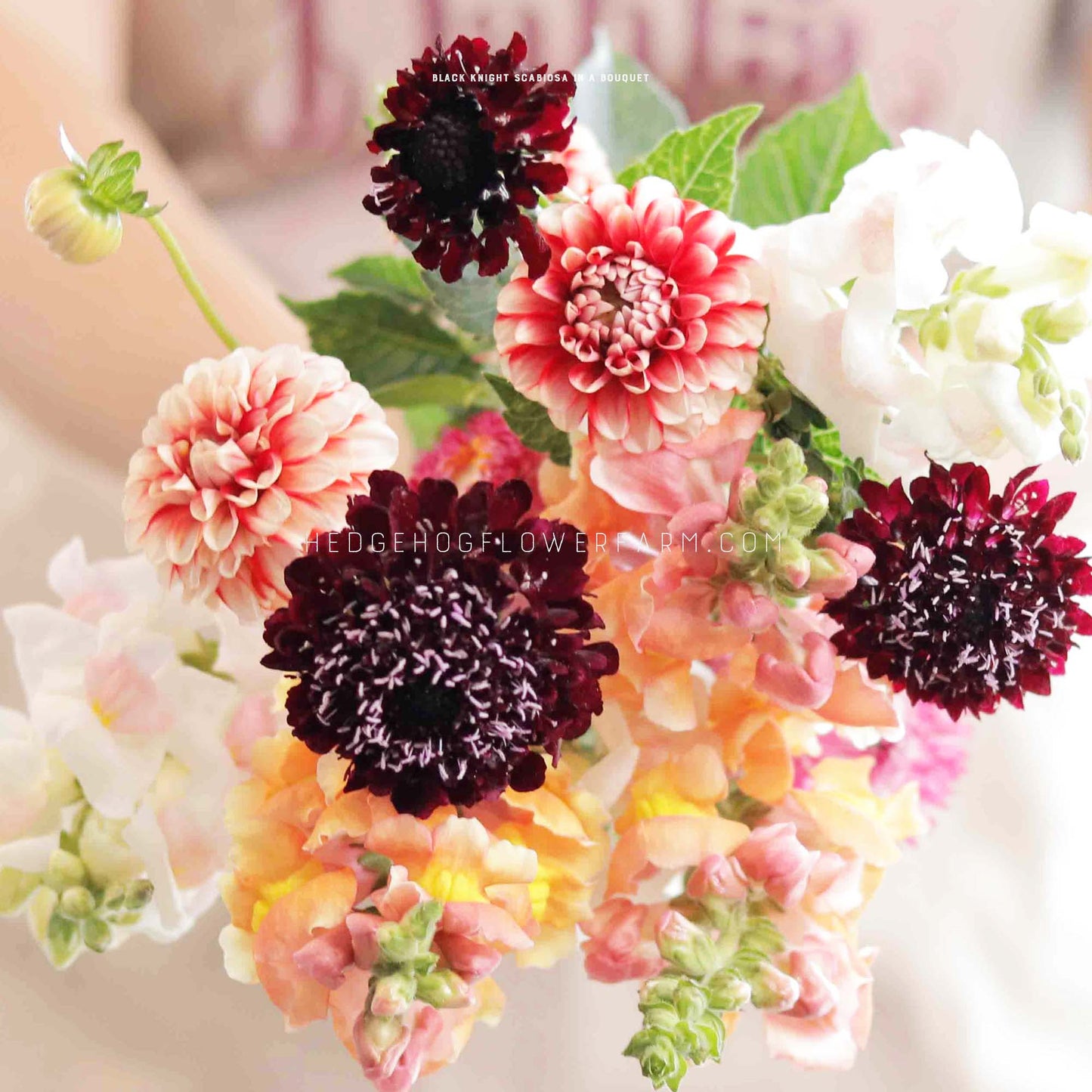 Black Knight Scabiosa Seeds