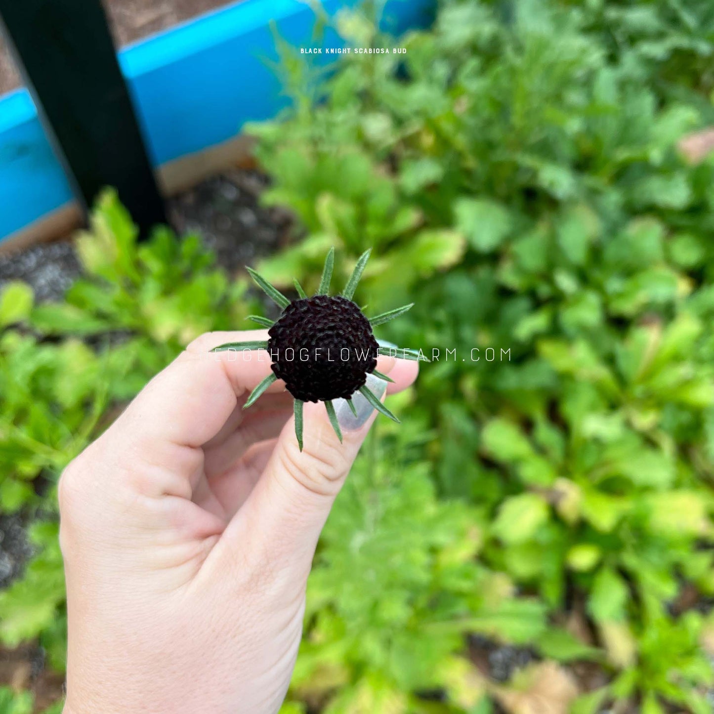 Black Knight Scabiosa Seeds