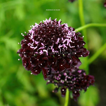 Scabiosa Qis Black Purple Seeds