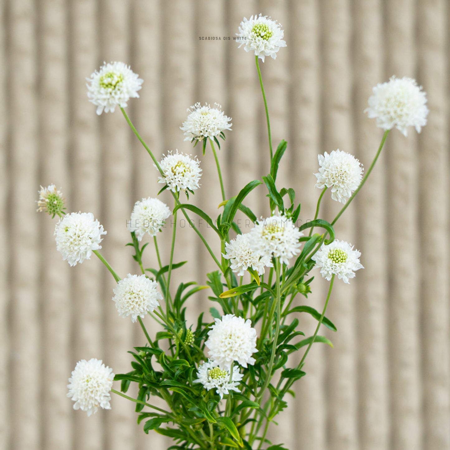 Photo of multiple QIS White Scabiosa stems in bloom and partial bloom showing skinny green stems with skinny green leaves topped with white pincushion type blooms. Some blooms show green centers. Background is blurred beige vertical lines