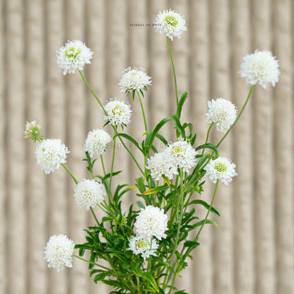 Photo of multiple QIS White Scabiosa stems in bloom and partial bloom showing skinny green stems with skinny green leaves topped with white pincushion type blooms. Some blooms show green centers. Background is blurred beige vertical lines