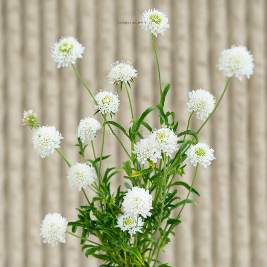 Photo of multiple QIS White Scabiosa stems in bloom and partial bloom showing skinny green stems with skinny green leaves topped with white pincushion type blooms. Some blooms show green centers. Background is blurred beige vertical lines
