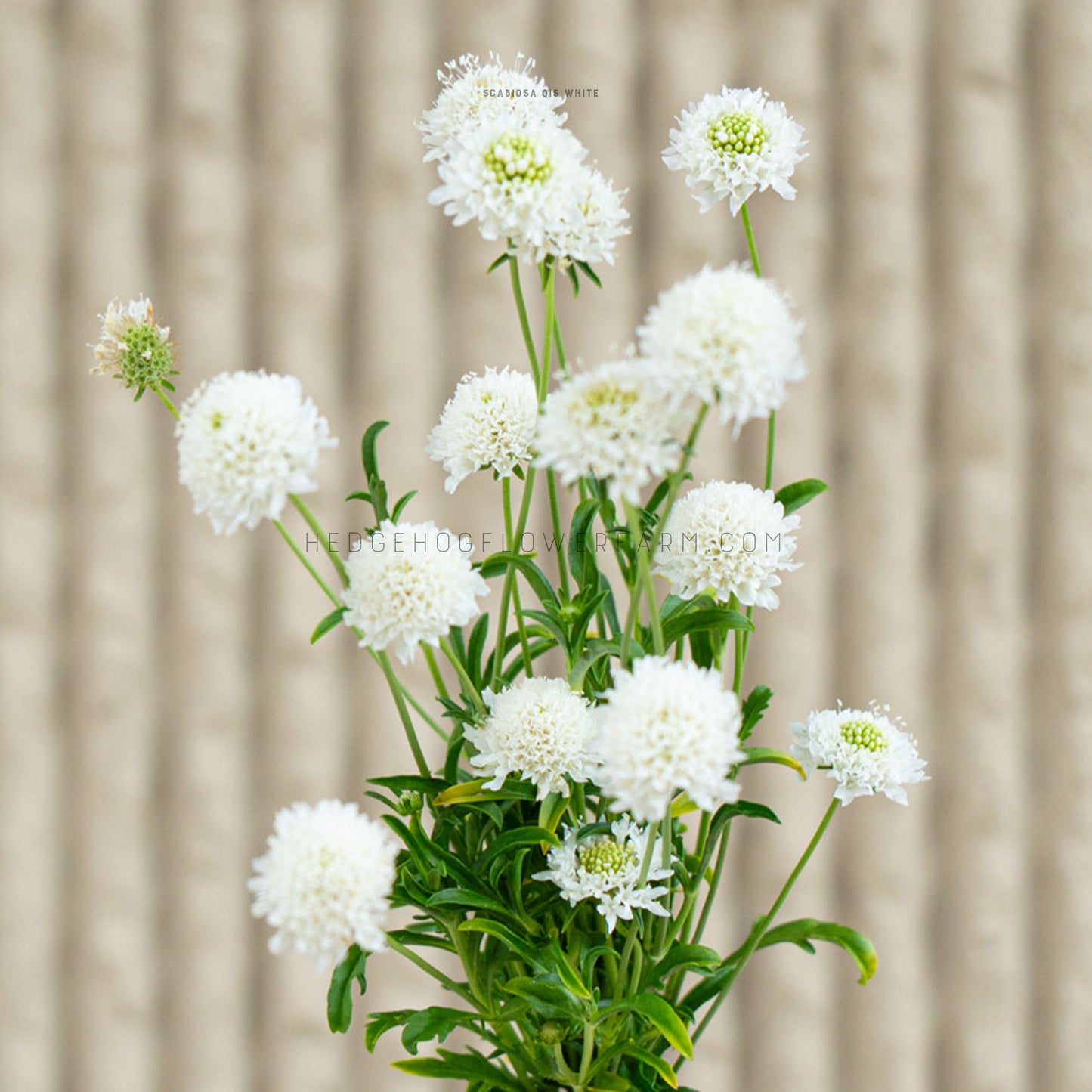 Photo of multiple QIS White Scabiosa stems in bloom and partial bloom showing skinny green stems with skinny green leaves topped with white pincushion type blooms. Some blooms show green centers. Some blooms are in focus while others are out of focus. Background is blurred beige vertical lines