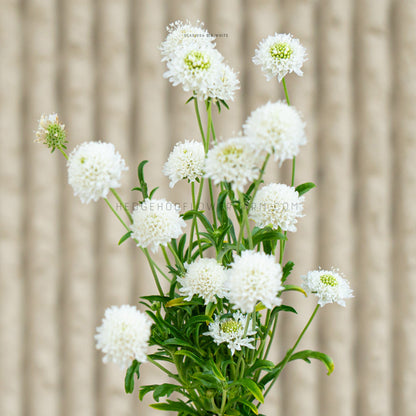 Photo of multiple QIS White Scabiosa stems in bloom and partial bloom showing skinny green stems with skinny green leaves topped with white pincushion type blooms. Some blooms show green centers. Some blooms are in focus while others are out of focus. Background is blurred beige vertical lines