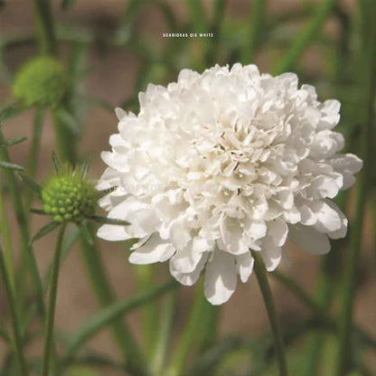 Scabiosa Qis White Seeds