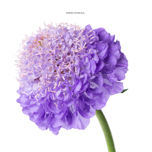 Close-up photo of scabiosa oxford blue bloom showing its frilly, pincushion shape with thin, soft petals towards the edges and more white clustered stamens in the middle sitting atop a green stem against a white background.
