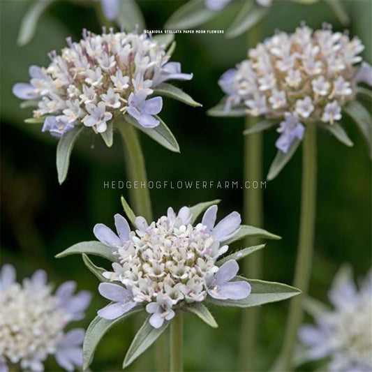 Scabiosa Stellata Paper Moon Seeds for sale from Hedgehog Flower Farm