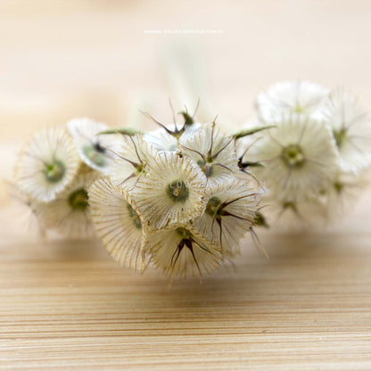 Scabiosa Stellata Paper Moon Seeds for sale from Hedgehog Flower Farm