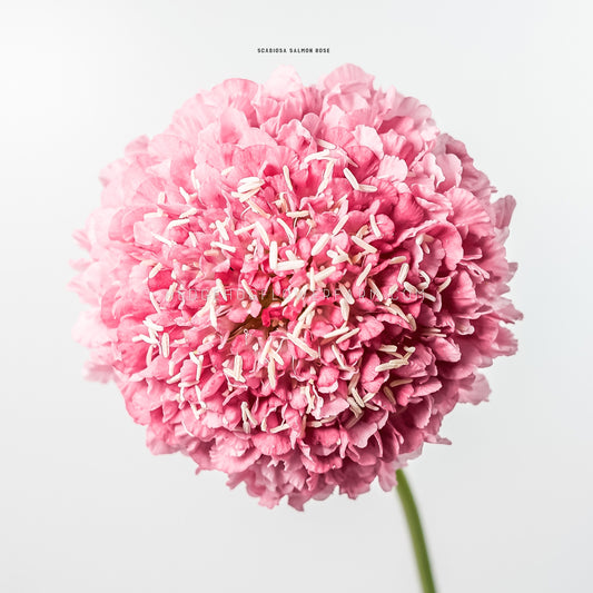 Close-up photo of Scabiosa Salmon Rose showing a pink ruffled pom pom bloom with white features sprinkled in against a white background with a skinny green stem coming from the bottom of the bloom