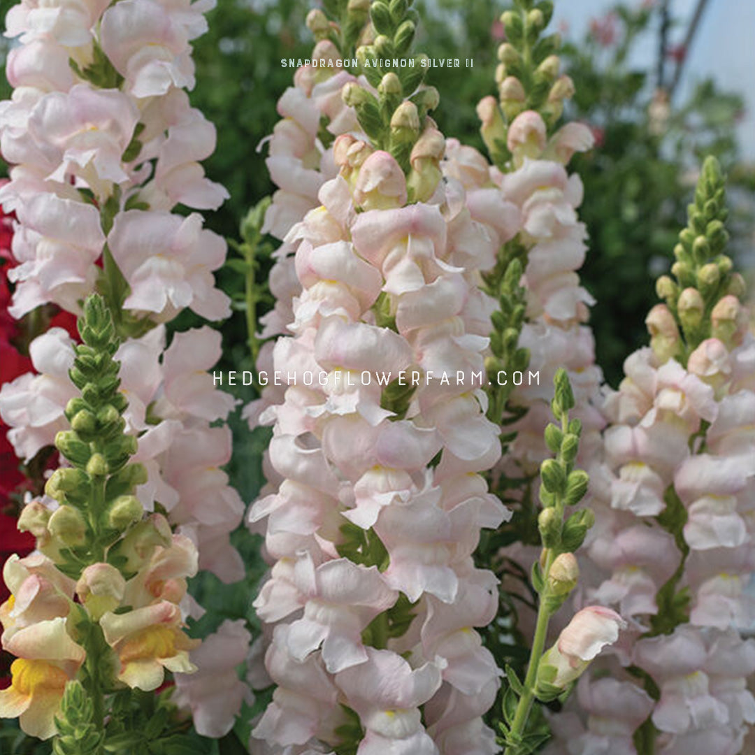 Light Pink almost cream colored snapdragon flower spires in bloom with green stems and leaves. background contains similar blooms but is blurred
