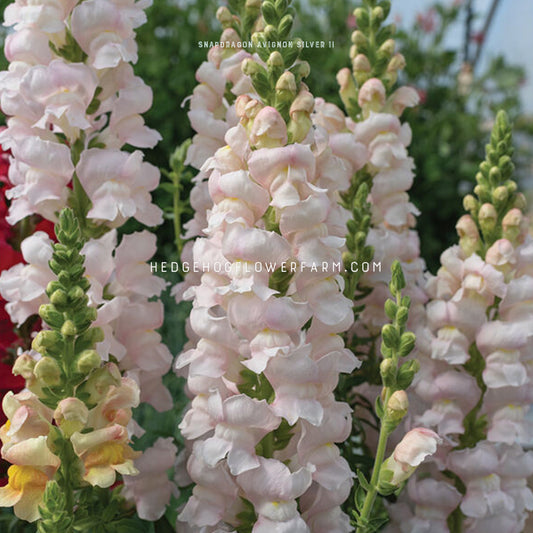 Light Pink almost cream colored snapdragon flower spires in bloom with green stems and leaves. background contains similar blooms but is blurred