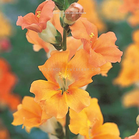 up-close image of Chantilly Salmon Light Snapdragon, Vibrant orange petals with slight red rue.