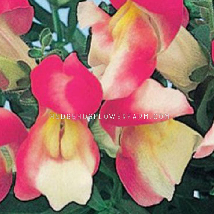 Up-close image of Floral Showers Coral Bicolor Snapdragon flower. Pretty yellow and coral two toned petals.