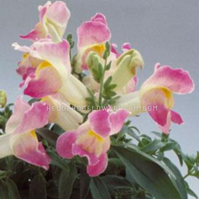 Up-close image of Floral Showers Lavender Bicolor Snapdragon flower. Pretty pink and yellow petals.