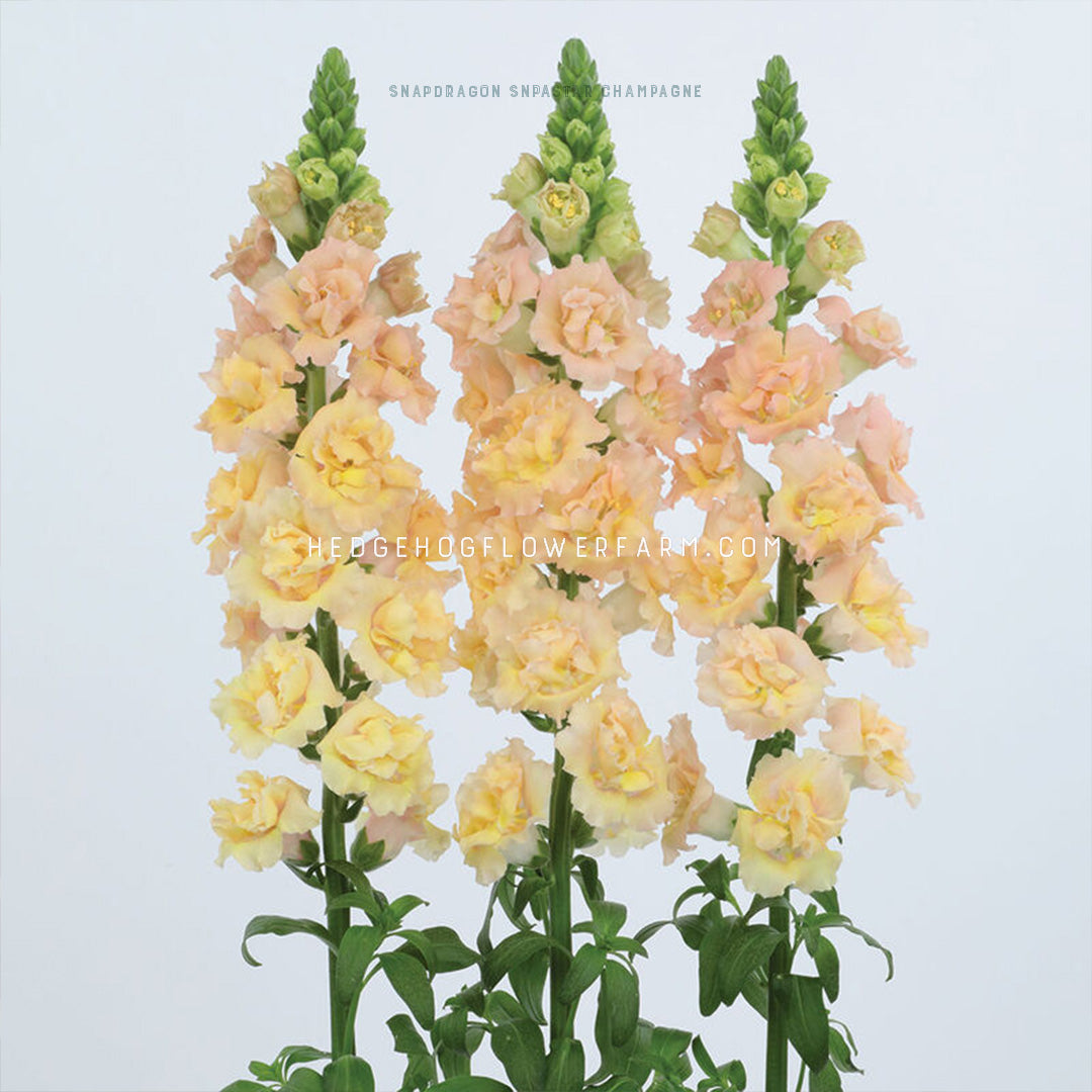 photo shows three snapstar champagne snapdragons in bloom showing yellow to peachy pink blooms from bottom to top on green stems with green leaves and more buds on top not in bloom on an off white background
