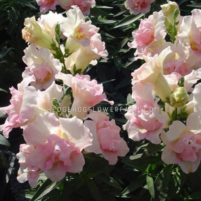 Upclose image of Twinny appleblossom snapdragon. Fluffy pink and white petals.