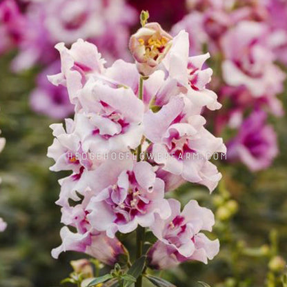 Close-up photo of a Twinny Orchid snapdragon flower blooming in the garden showing vibrant white and purple petals that resemble an orchid with other blooming snapdragons visible in the blurred background. 