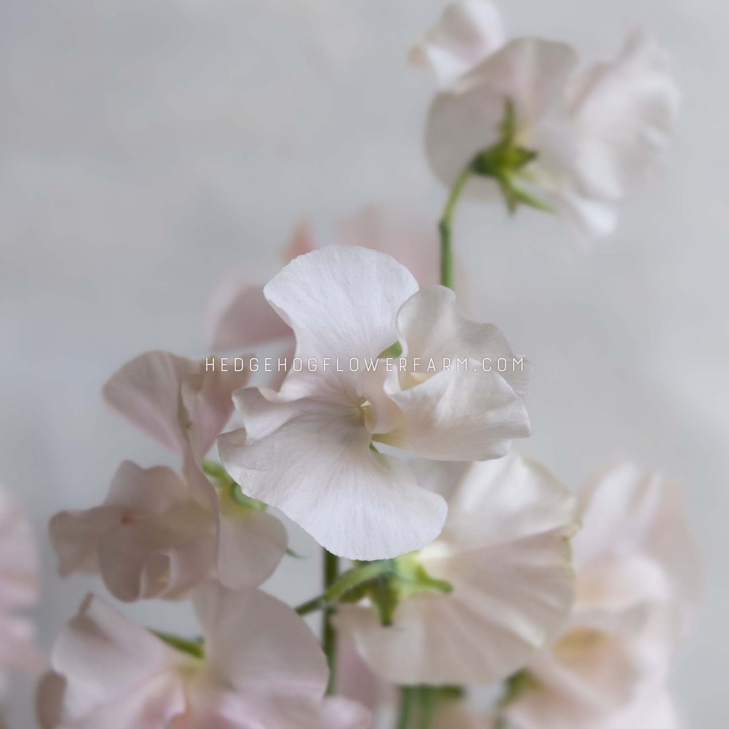 Sweet Pea Spring Sunshine Champagne Seeds