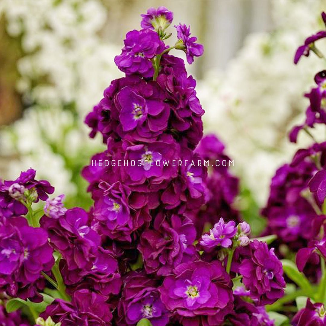 purple garden seeds Stock Mime Purple Seeds