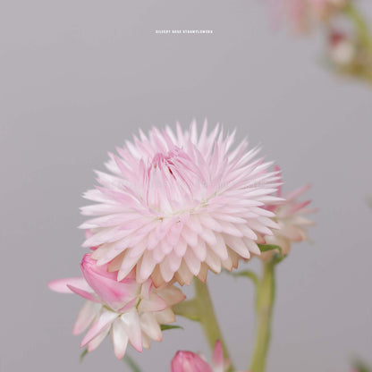 Strawflower Silvery Rose Seeds - Helichrysum Monstrosum