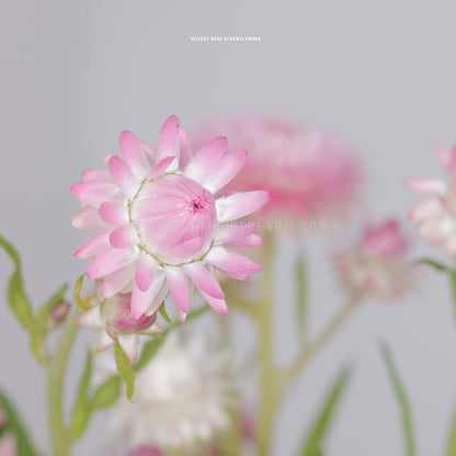 Strawflower Silvery Rose Seeds - Helichrysum Monstrosum