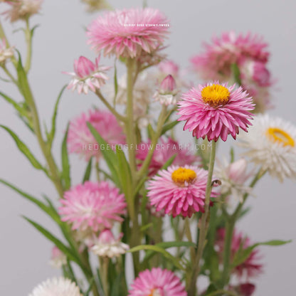 Strawflower Silvery Rose Seeds - Helichrysum Monstrosum